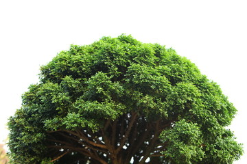 Bonzai Plant