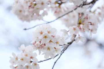 写真素材：桜　ソメイヨシノ　満開　アップ　コピースペース