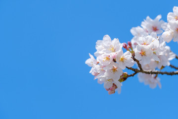 写真素材：桜　ソメイヨシノ　満開　アップ　コピースペース