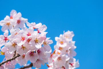 写真素材：桜　ソメイヨシノ　満開　アップ　コピースペース