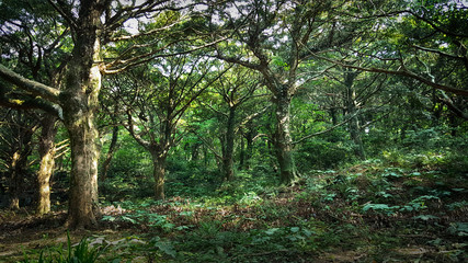제주도 비자림 숲길 아름다운 나무와 숲 자연 풍경