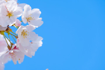 Fototapeta na wymiar 写真素材：桜　ソメイヨシノ　満開　アップ　コピースペース