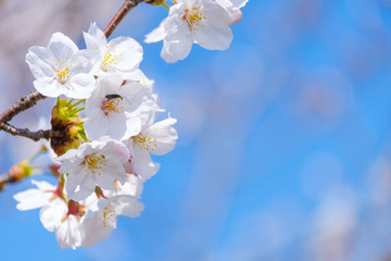 写真素材：桜　ソメイヨシノ　満開　アップ　コピースペース