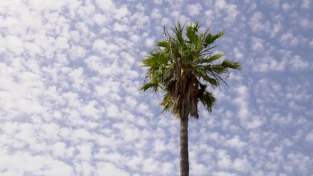 Time lapse cloudscape, clouds moving in blue sky above palm tree
