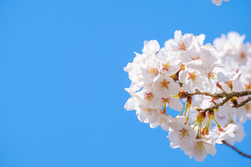 写真素材：桜　ソメイヨシノ　満開　アップ　コピースペース