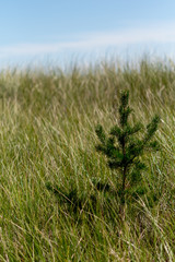 Pine Tree