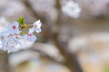 写真素材：桜　ソメイヨシノ　満開　アップ　コピースペース