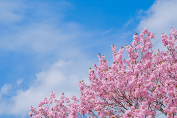 【写真素材】：山桜　さくら　満開　春イメージ