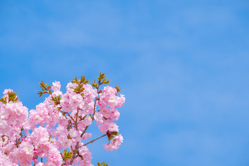 【写真素材】：山桜　さくら　満開　春イメージ