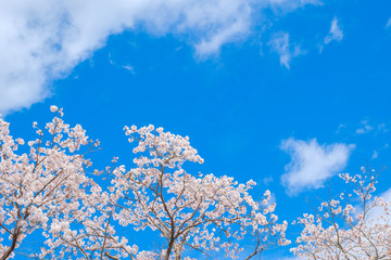 【写真素材】：桜　ソメイヨシノ　春イメージ　満開