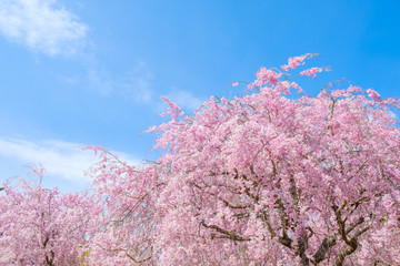 【写真素材】：桜　しだれ桜　満開　4月　春イメージ