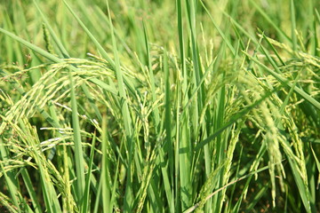 Fototapeta na wymiar Ear rice in farm of northern thailand