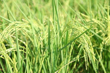 Ear rice in farm of northern thailand