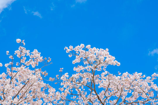 【写真素材】：桜　ソメイヨシノ　春イメージ　満開