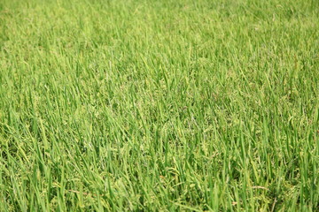 Rice plant in rice field
