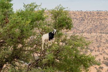 Ziegen im Arganbaum