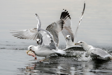 Four Caspian Gulls (Larus cachinnans) fight with each other for a fish in the water of the  oder delta in Poland, europe.