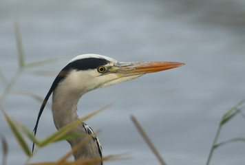 A head shot of a Grey Heron, Ardea cinerea, hunting in the reeds for food.