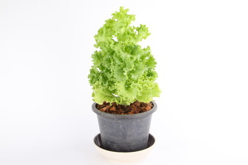 Lettuce in a pot isolated on a white background
