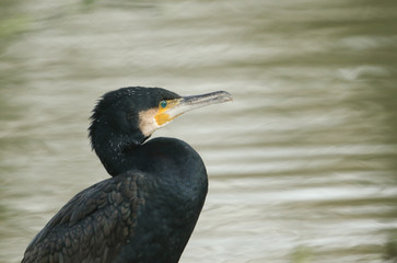 A head shot of a stunning Cormorant, Phalacrocorax carbo, perching on a tree at the edge of a river.