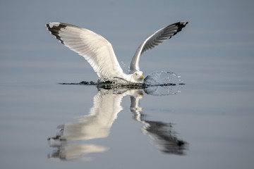 Caspian Gull (Larus cachinnans) just landed in the oder delta in Poland, europe. Blue background. Reflection