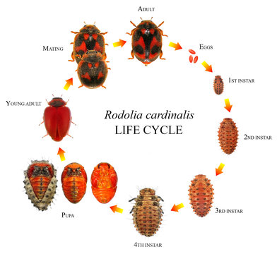 Ladybug (ladybird), Rodolia cardinalis (Coleoptera: Coccinellidae), Vedalia Beetle. Life cycle. Isolated on a white background