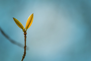 branch with green leaves on white background