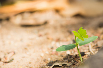 young plant in soil