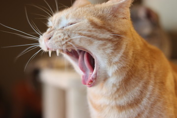 大あくび猫アメリカンショートヘアー