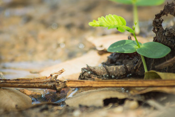 ants on leaf
