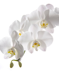Obraz premium White Orchid Isolated on White Background