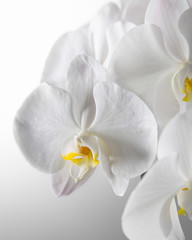 Fototapeta na wymiar White Orchid on White Background