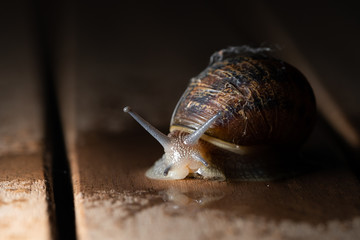 close up of garden snail crawling 