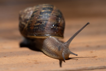 close up of garden snail crawling 