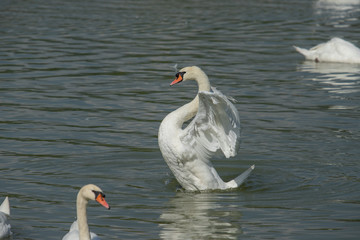 Swan white on Lake, Thailand.