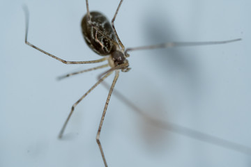 cellar spiders daddy long-legs close up macro