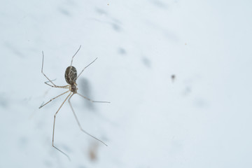 cellar spiders daddy long-legs close up macro - obrazy, fototapety, plakaty