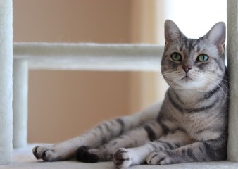 猫横座り目線上アメリカンショートヘアー