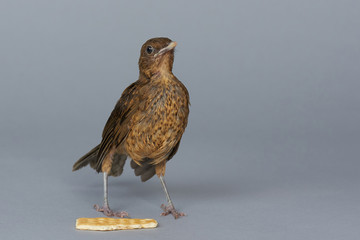 Small brown bird eating cookie
