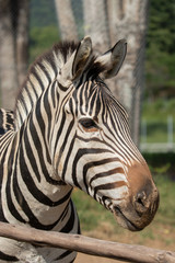 Obraz na płótnie Canvas Portrait of a zebra. Close-up.