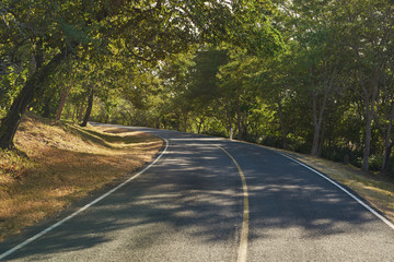 Fototapeta premium Shady left turn on asphalt road