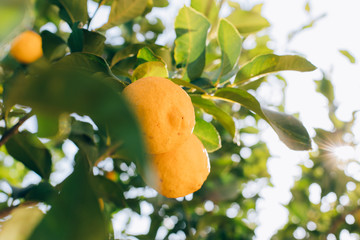 Ripe lemon fruits hanging on a tree in the farm. citrus fruits on the branches. this lemons on citrus tree branches