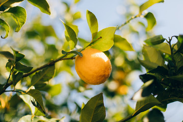 Ripe lemon fruits hanging on a tree in the farm. citrus fruits on the branches. this lemons on citrus tree branches