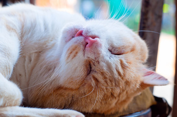 The cat sleeps up tip over