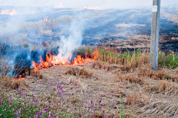 Fire fields, grass burns in the fields