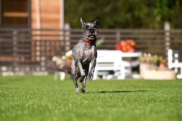 ミニチュアシュナウザー