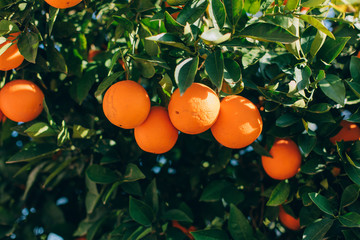 Ripe orange fruits hanging on a tree in the farm. citrus fruits on the branches. this oranges on citrus tree branches