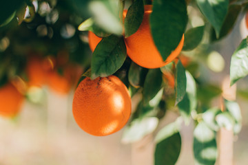 Ripe orange fruits hanging on a tree in the farm. citrus fruits on the branches. this oranges on...