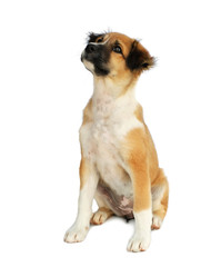The dog is in a sitting position and looks at the top isolated on white background.