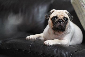 Cute white Pug Dog lying on Black leather Sofa.